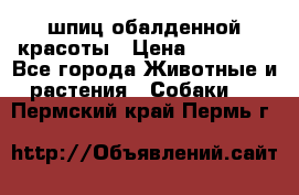 шпиц обалденной красоты › Цена ­ 22 000 - Все города Животные и растения » Собаки   . Пермский край,Пермь г.